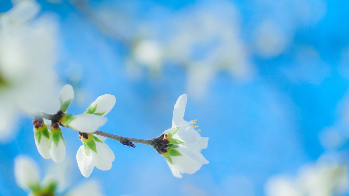 桃花素材（实拍）