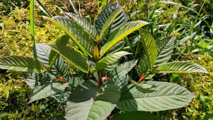 kratom植物 (mitratyna speciosa) 在热带南加里曼丹野生生长