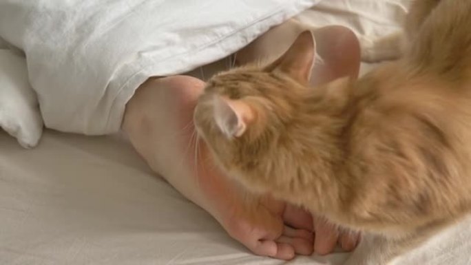 可爱的红猫舔躺在大床上的人的裸露鞋底