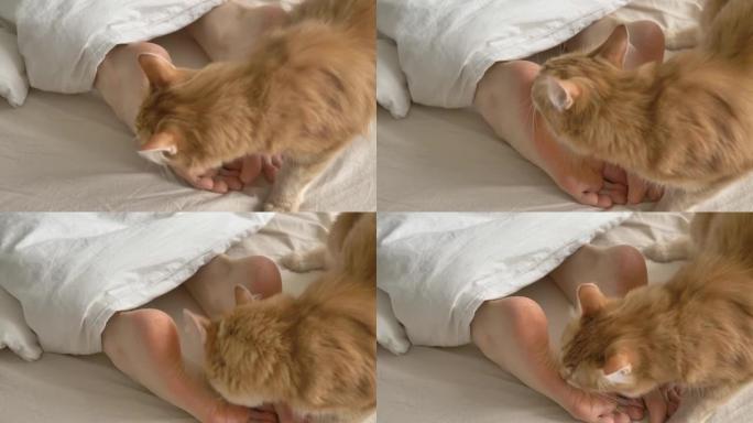 可爱的红猫舔躺在大床上的人的裸露鞋底