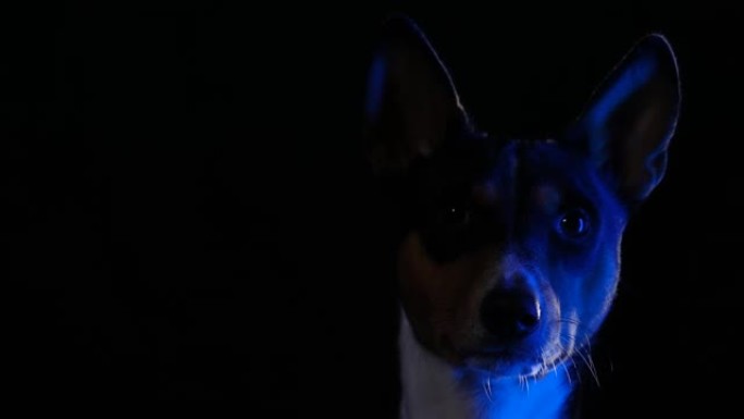 在黑色背景下的工作室中，蓝色霓虹灯的Basengji肖像。宠物移开了目光，摇了摇头。狗的枪口特写。剪