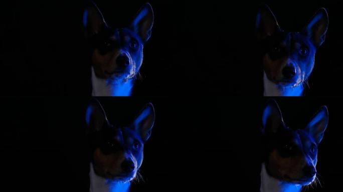 在黑色背景下的工作室中，蓝色霓虹灯的Basengji肖像。宠物移开了目光，摇了摇头。狗的枪口特写。剪