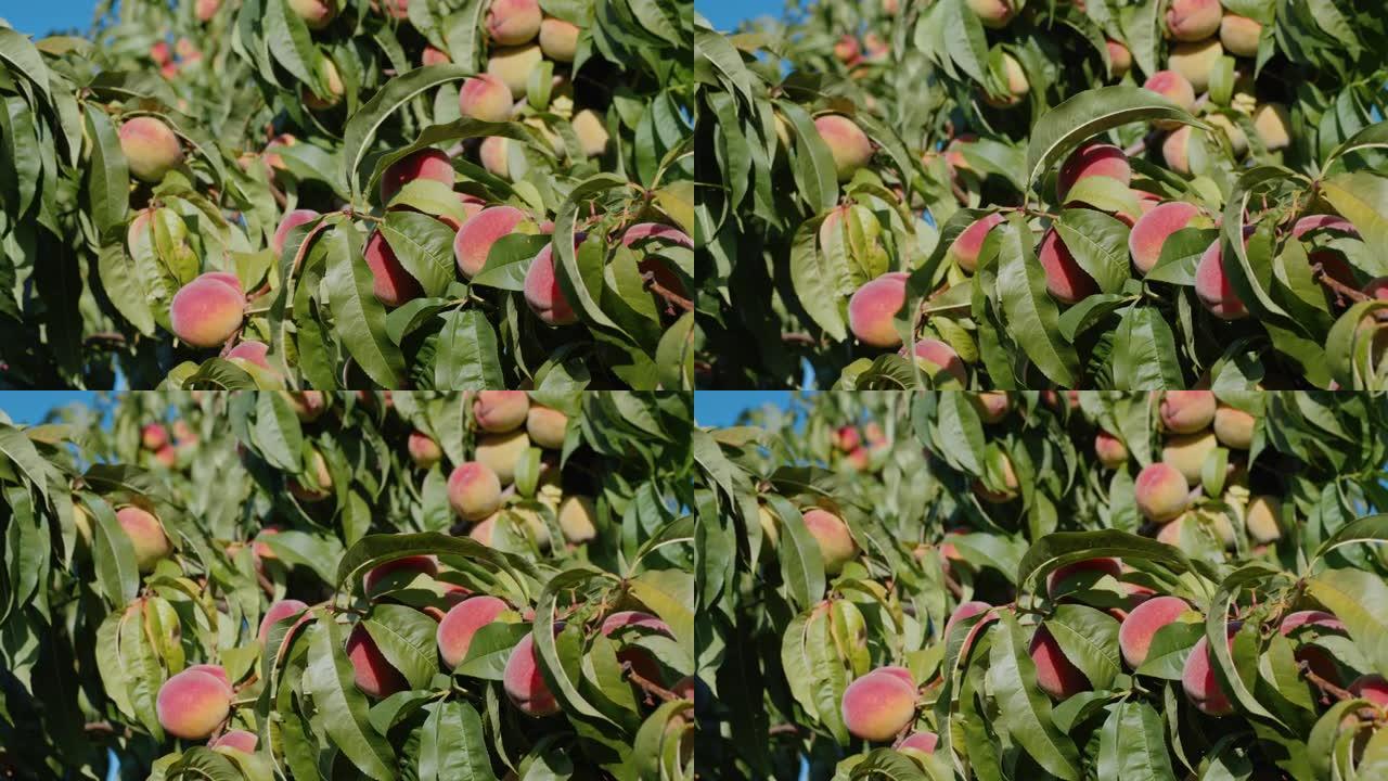 桃子在树枝上成熟桃子在树枝上成熟