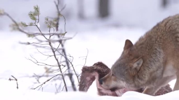 两只狼-和死去的红鹿，在白雪和冬季森林中奔跑，白俄罗斯