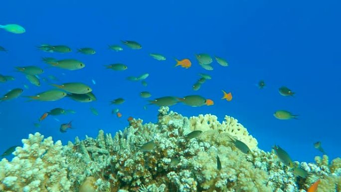 五颜六色的热带鱼在阳光照耀下的蓝色水底上，在美丽的珊瑚礁附近游动。阿拉伯色 (Chromis fla
