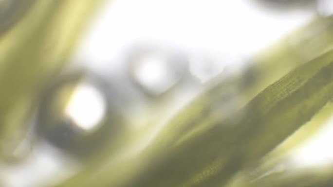 新鲜郁郁葱葱的绿色 (苔藓叶) 的显微镜。放大300倍，细胞壁可见，叶绿体叶绿素可见。