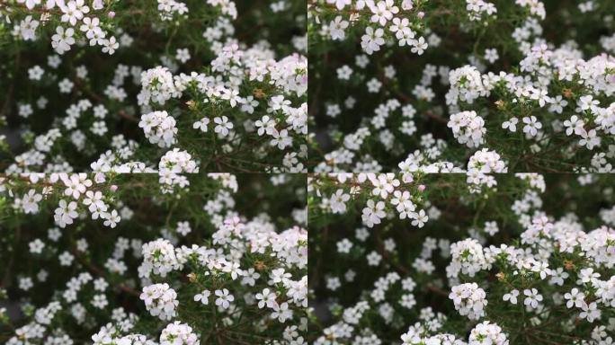 圆珠菌白色星状小花的特写