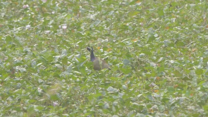 青铜翅Jacana在湿地觅食。