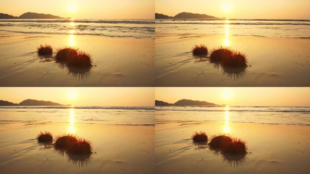 日落时巴东海滩上的红海顽童。