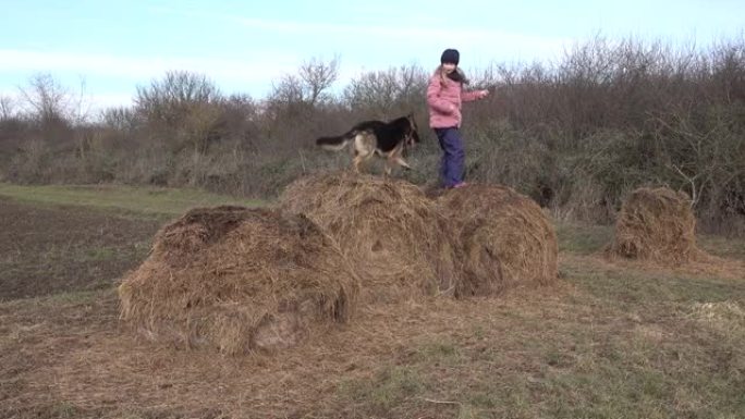 可爱的小女孩和一只德国牧羊犬在田野里。他们跳到稻草捆上