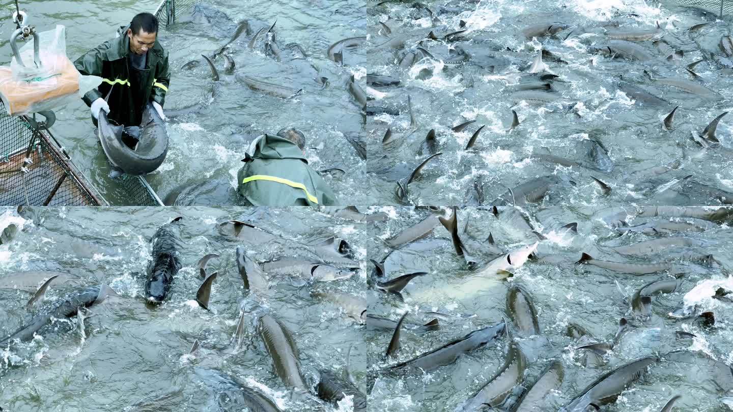 【4K】鱼子酱——鲟鱼养殖