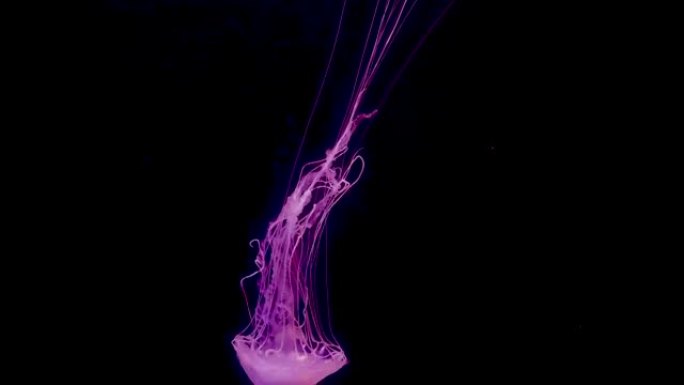 霓虹水母在水下用彩光照明