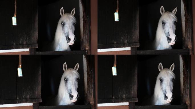 美丽的白马站在牧场上封闭的马厩里，看起来被苍蝇弄得悲伤和恼火。