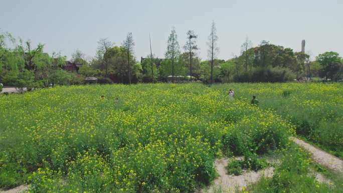 广富林油菜花田