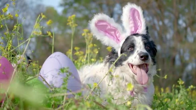 气喘吁吁的边境牧羊犬在复活节时戴着粉红色的兔子耳朵。外面铺在草地和鲜花里放复活节彩蛋。