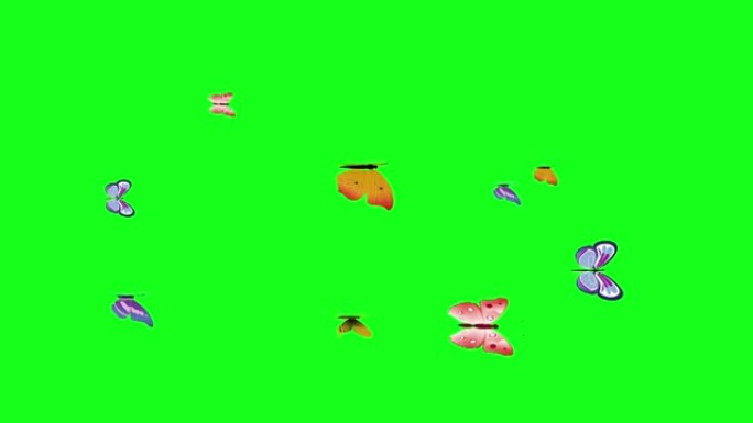 一群蝴蝶在绿屏上飞行色键，图形源元素动画