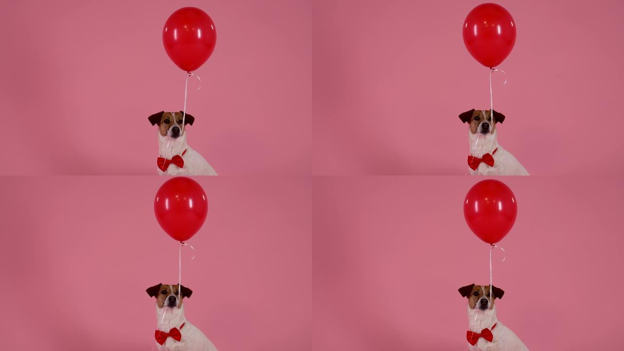 杰克·罗素坐在工作室里粉红色背景的肖像。一只穿着红色领结的宠物在嘴里夹着一个气球，当狗张开嘴时，气球