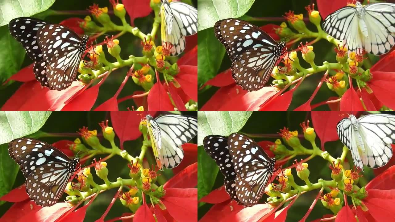蝴蝶特写黄花。帝王蝶在黄花上。虎蝶特写。野生蝴蝶在花上采集花蜜，在绿叶上飞翔。近景蝴蝶坐在绿叶和野花