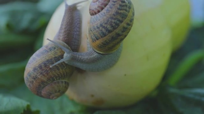 蜗牛的农场。蜗牛在蔬菜骨髓特写。花园里的蜗牛。自然栖息地的蜗牛