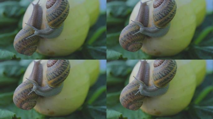 蜗牛的农场。蜗牛在蔬菜骨髓特写。花园里的蜗牛。自然栖息地的蜗牛