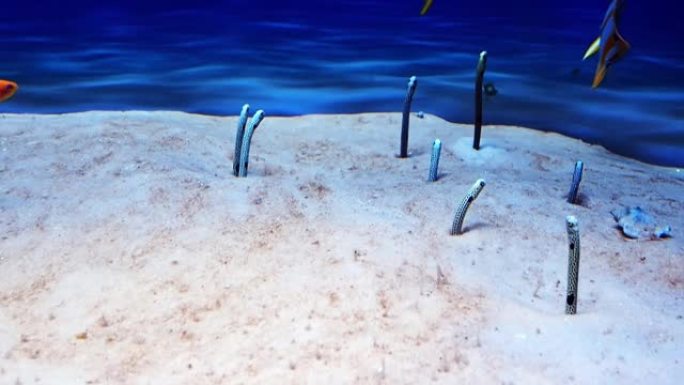 Taenioconger hassi，沙子底部的斑点花园鳗鱼