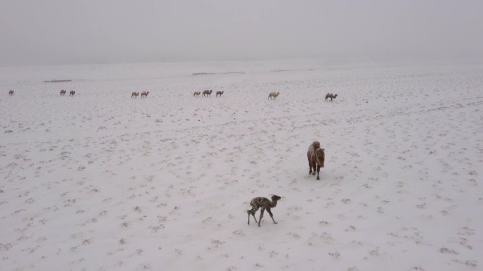 暴风雪 雪中骆驼 小骆驼 寒冷 恶略天气