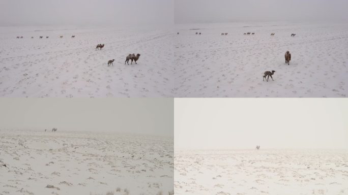 暴风雪 雪中骆驼 小骆驼 寒冷 恶略天气