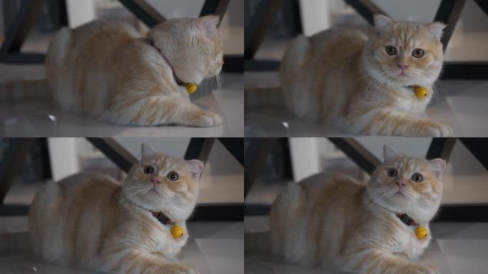 苏格兰折叠猫，橙色的眼睛躺在地板上。房子里的顽皮猫