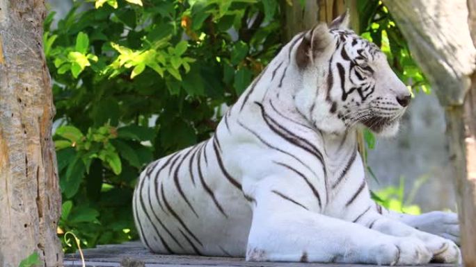 自然栖息地的野生成年白孟加拉虎。