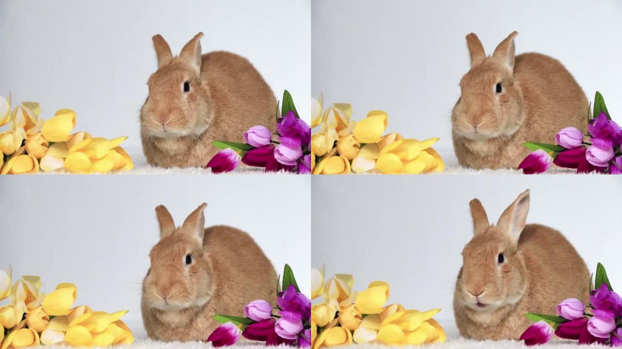 鲁弗斯兔子动嘴很可爱搞笑旁边的郁金香轻背景