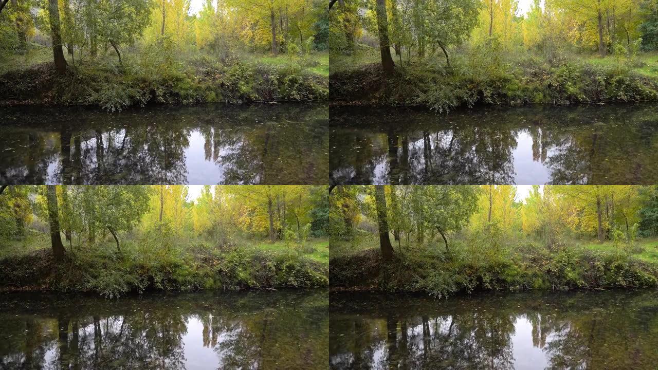 秋天的溪流，树叶慢慢顺流而下，金色的色彩和宁静的气氛。