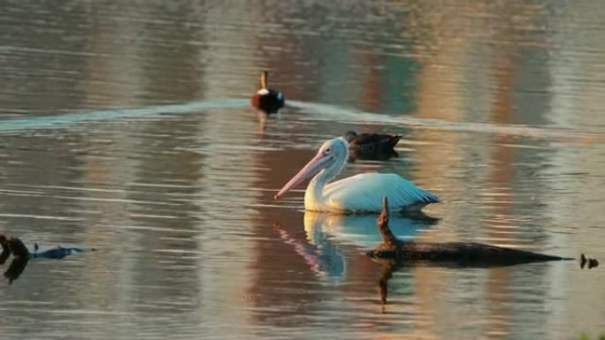 慢动作漂浮在湖中的鹈鹕鸟