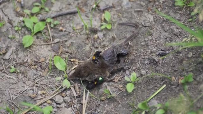 木制背景上的一只死老鼠的特写镜头。