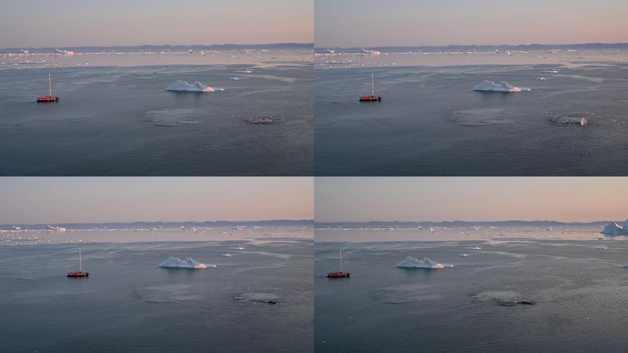 座头鲸弓头鲸浮出水面并吹水蒸气