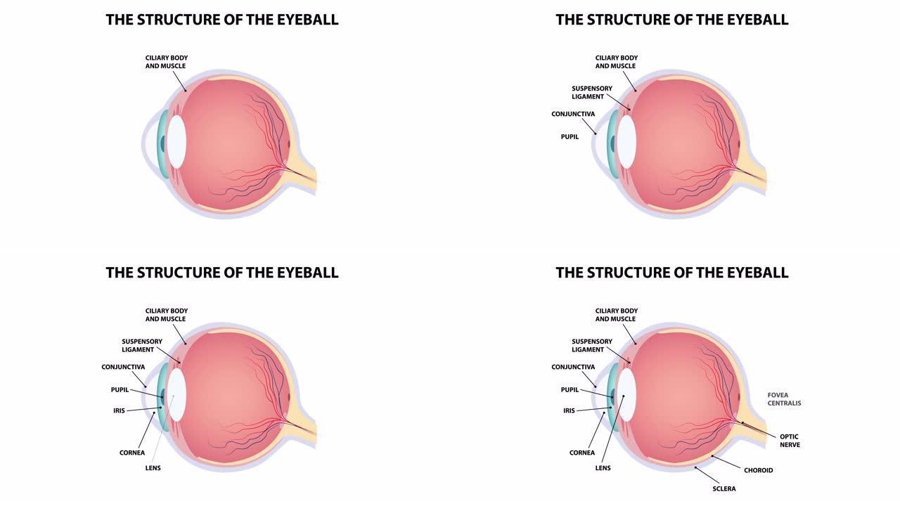 眼睛的结构。带符号的动画。4K