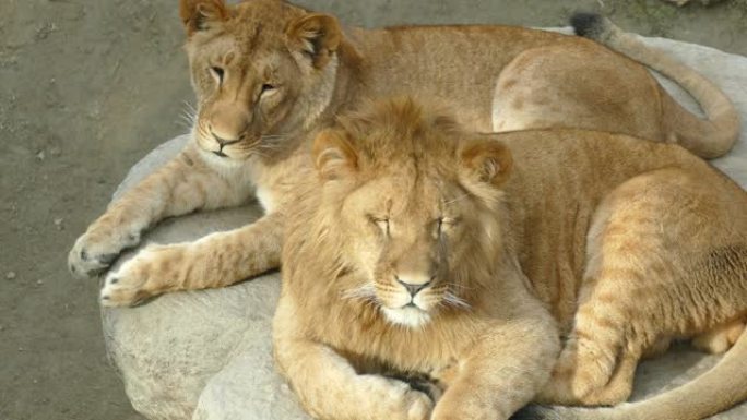 狮子家庭休息特写狮群休闲