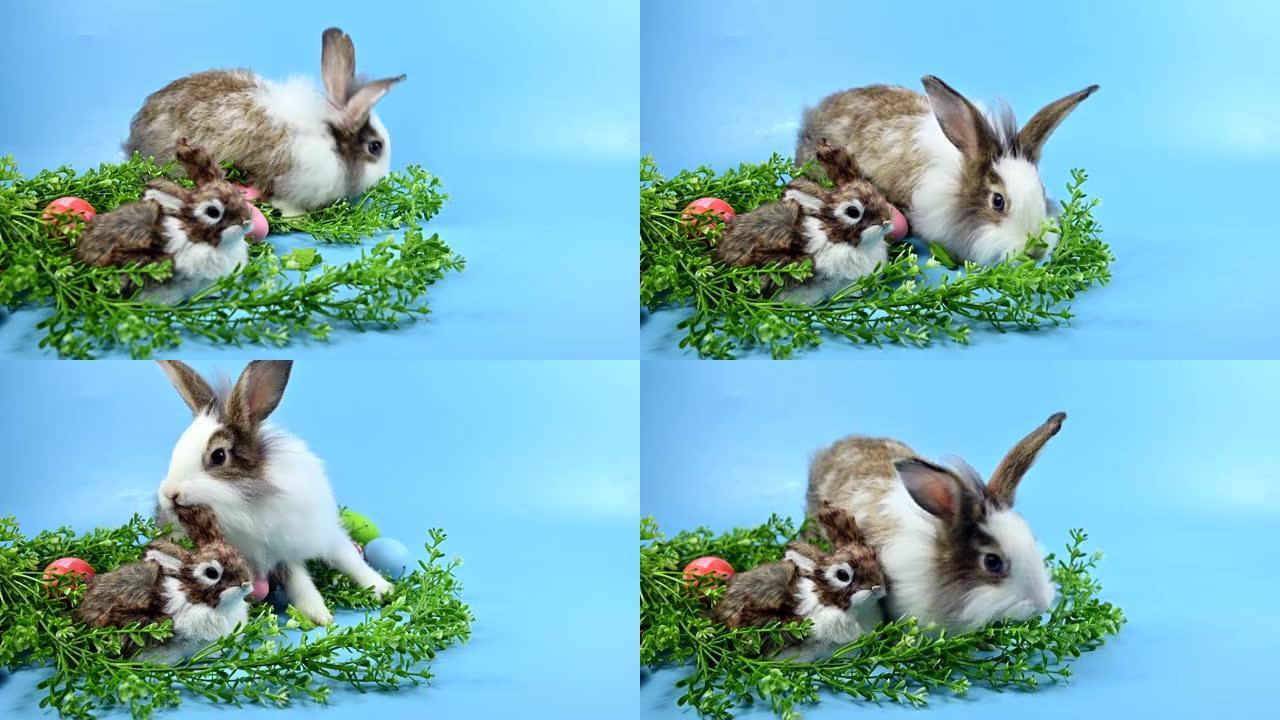 蓝屏背景上的兔子。复活节的精神动物和聪明的宠物