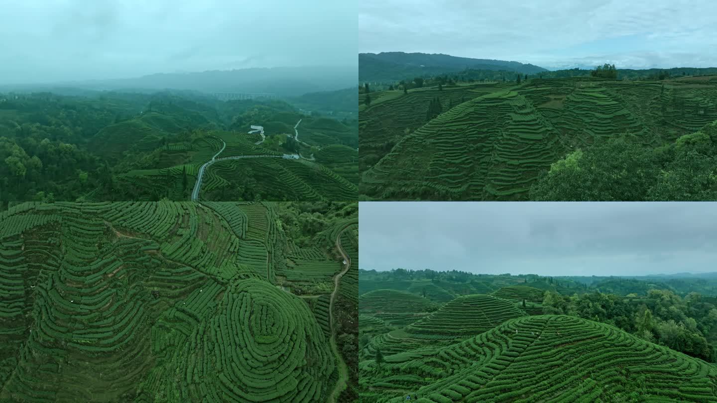 大自然春天竹叶青茶叶绿茶