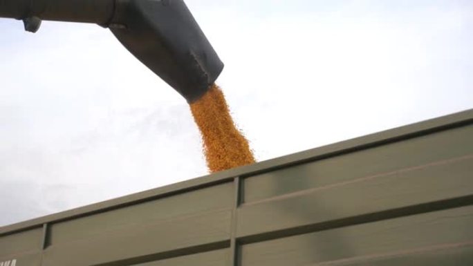 在货运拖拉机中联合装载玉米谷物。从收割机螺旋钻上掉下来的黄色干核。在拖车中倒出的新鲜收获的玉米流的视