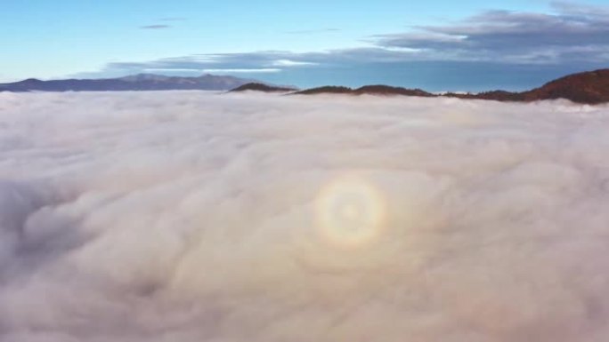 灰雾覆盖了松树林