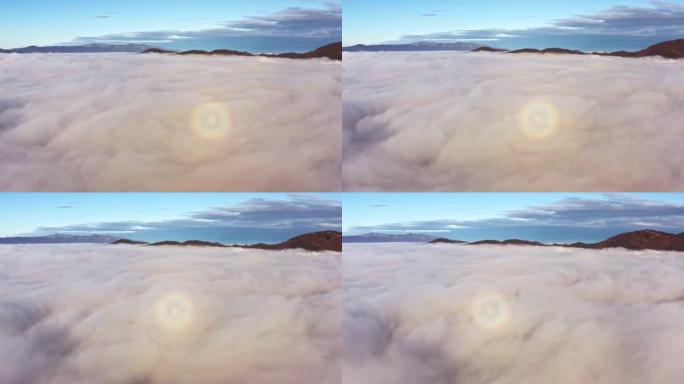 灰雾覆盖了松树林