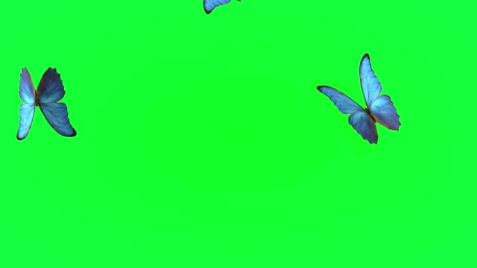 夏季蓝色蝴蝶的飞行。浅色背景上的蝴蝶。3d渲染