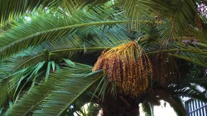 在城市热带公园中，一堆椰枣果实以多汁的叶子为背景