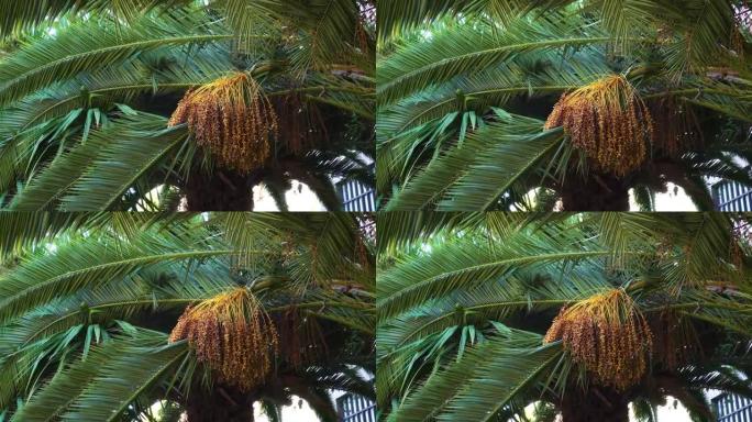 在城市热带公园中，一堆椰枣果实以多汁的叶子为背景