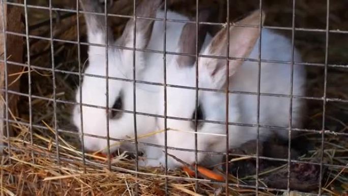农场里的兔子。孩子们在牧场用胡萝卜喂兔子。