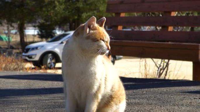 南韩原州龙索马克天主教堂的流浪猫