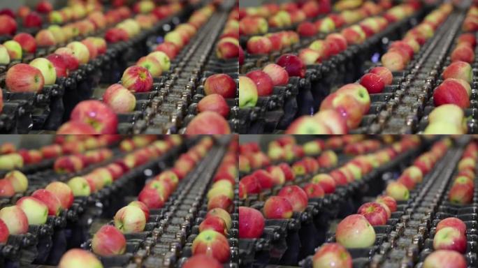 清洁传送带上的新鲜苹果分拣和分级慢动作