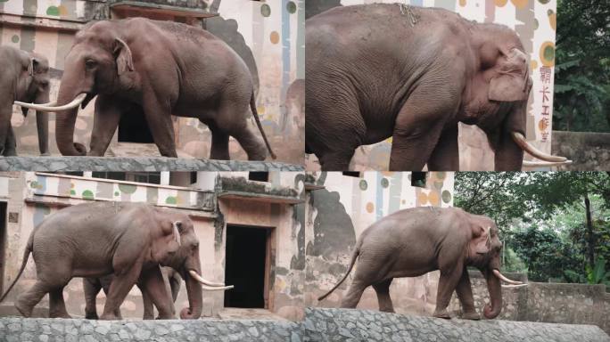 4k动物园大象生活散步