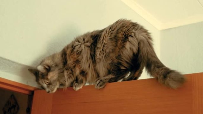 木门顶部的灰猫平衡的手持镜头嗅探和俯视。猫卡住了。复古颜色分级。