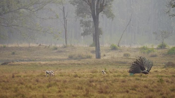 哈努曼叶猴和孔雀在印度的中央森林中跳舞